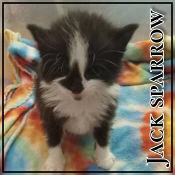 Dominic/Jack sparrow -  Domestic Short Hair Cat for Adoption in Hopkinsville, Kentucky - Dominic/Jack Sparrow | PetCurious