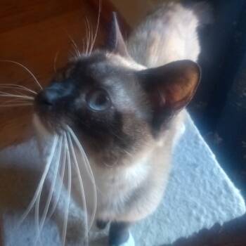 Rescue Siamese Cats for Adoption in Kingman, Kansas - Julian | PetCurious