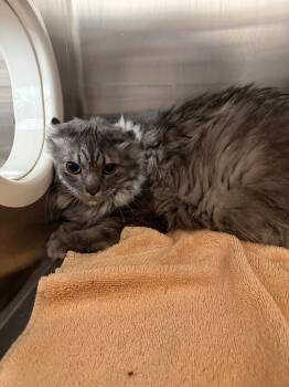 Domestic Medium Hair Cats Available for Adoption - Henny | PetCurious