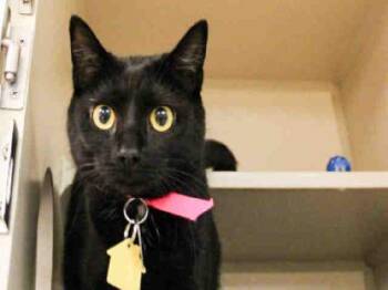 AMORE -  Domestic Short Hair Cat for Adoption in St. Louis, Missouri - AMORE | PetCurious