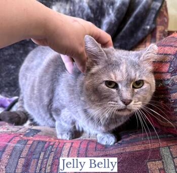 Domestic Short Hair Cats Available for Adoption - Jelly Belly | PetCurious