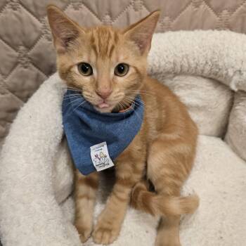 Rescue Domestic Short Hair Cats for Adoption in Nashville, Tennessee - Lamborghini | PetCurious