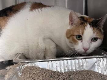 ABBY -  Domestic Short Hair Cat for Adoption in Tustin, California - ABBY | PetCurious