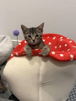 Harvest -  Domestic Medium Hair Cat for Adoption in The Woodlands, Texas - Harvest | PetCurious