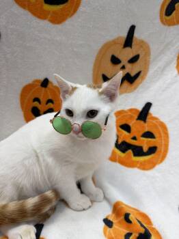 Remy -  Domestic Short Hair Cat for Adoption in Columbus, Ohio - Remy | PetCurious