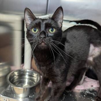 Domestic Short Hair Cats Available for Adoption - Maeve | PetCurious