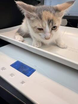 Domestic Short Hair Cats Available for Adoption in Memphis, Tennessee - Yellowstone | PetCurious