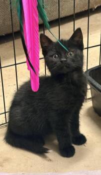 Domestic Short Hair Cats Available for Adoption in Hoffman Estates, Illinois - Onyx | PetCurious