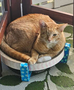 Rescue Tabby and Domestic Short Hair Cats for Adoption in San Jose, California - Pip | PetCurious