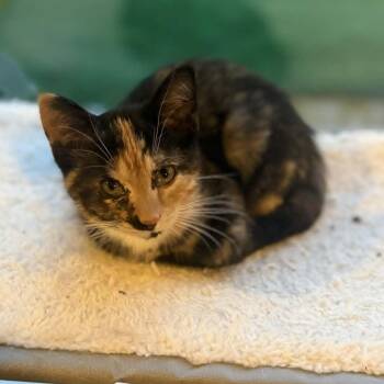 Nikki -  Domestic Short Hair Cat for Adoption in Watertown, Wisconsin - Nikki | PetCurious