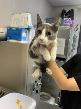 Rescue Domestic Short Hair Cats for Adoption in Visalia, California - A249296 | PetCurious