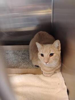 Milo -  Domestic Short Hair Cat for Adoption in Fallston, Maryland - Milo | PetCurious