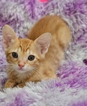 JULIUS -  Domestic Short Hair Cat for Adoption in Fort Walton Beach, Florida - JULIUS | PetCurious