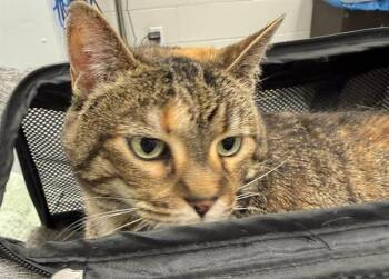 Domestic Short Hair Cats Available for Adoption in Peoria, Illinois - SUNNY | PetCurious