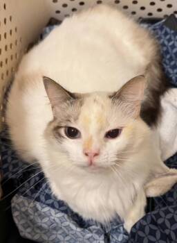 Rescue Domestic Medium Hair Cats for Adoption in Troy, Alabama - Hermione | PetCurious