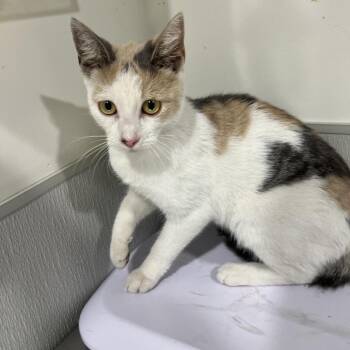 Abby -  Domestic Short Hair Cat for Adoption in Tampa, Florida - Abby | PetCurious