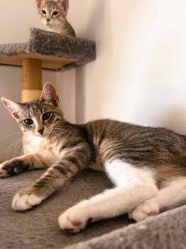 Domestic Short Hair and Tabby Cats Available for Adoption in Pompano Beach, Florida - Peggy | PetCurious