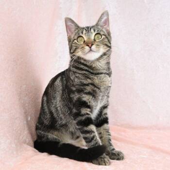 Olive -  Tabby Cat for Adoption in Mobile, Alabama - Olive | PetCurious
