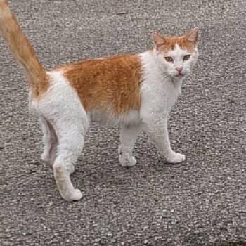 American Shorthair Cats Available for Adoption in Mount Vernon, Arkansas - Butter | PetCurious