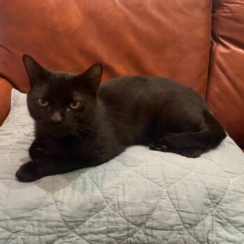 Montague -  Domestic Short Hair Cat for Adoption in Evanston, Illinois - Montague | PetCurious