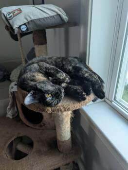Eastie -  Domestic Short Hair Cat for Adoption in Melrose, Massachusetts - Eastie | PetCurious