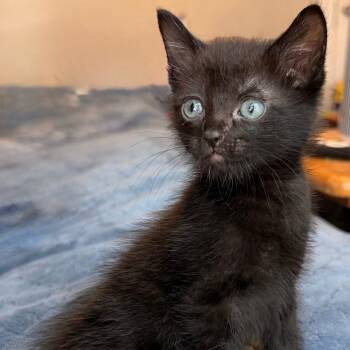 Midnight -  Domestic Short Hair Cat for Adoption in Houston, Texas - Midnight | PetCurious