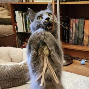Nyx -  Domestic Long Hair Cat for Adoption in Pleasanton, California - Nyx | PetCurious