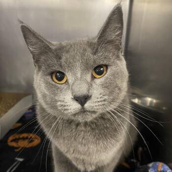 Thalia -  Domestic Short Hair Cat for Adoption in Allentown, Pennsylvania - Thalia | PetCurious