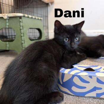 Dani -  Domestic Short Hair Cat for Adoption in Danbury, Connecticut - Dani | PetCurious