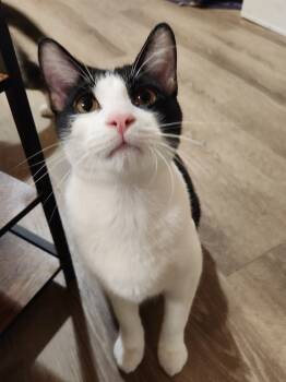 Rescue Domestic Short Hair Cats for Adoption in San Antonio, Texas - Dominio | PetCurious