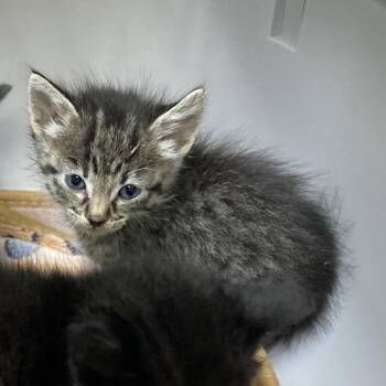 Tulip -  Domestic Short Hair Cat for Adoption in Galveston, Texas - Tulip | PetCurious