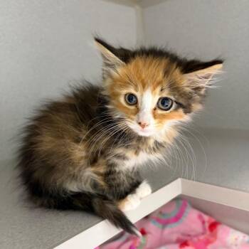 Pineapples -  Domestic Long Hair Cat for Adoption in Newark, New Jersey - Pineapples | PetCurious