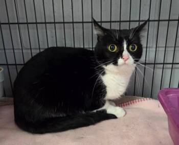 Domestic Short Hair Cats Available for Adoption - Claire | PetCurious