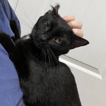 Lil Bean -  Domestic Short Hair Cat for Adoption in Brownsboro, Alabama - Lil Bean | PetCurious