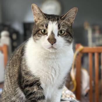 Rescue Domestic Short Hair Cats for Adoption in Medina, Ohio - Pepper | PetCurious