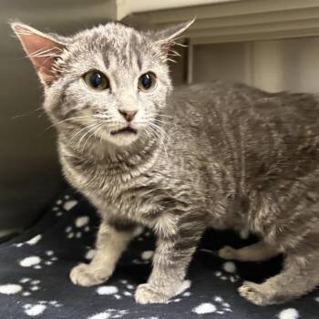Domestic Short Hair Cats Available for Adoption - Twinkie | PetCurious