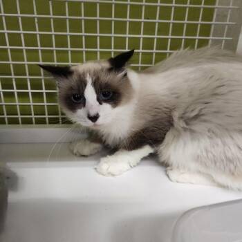 Bennie Blue Eyes 6809 -  Siamese and Snowshoe Cat for Adoption in Dallas, Texas - Bennie Blue Eyes 6809 | PetCurious