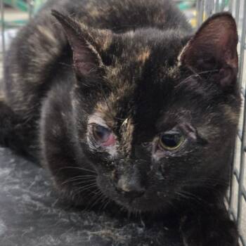 Thelma -  Domestic Short Hair Cat for Adoption in Newark, New Jersey - Thelma | PetCurious