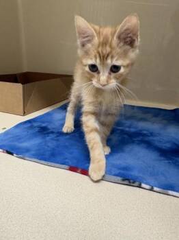 Tuck -  Domestic Short Hair Cat for Adoption in Pequot Lakes, Minnesota - Tuck | PetCurious