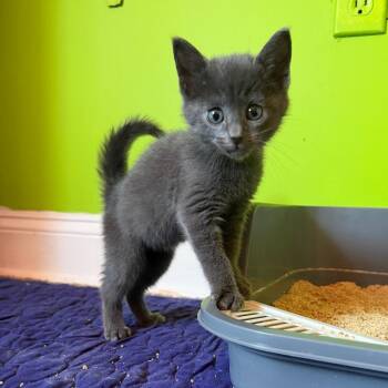 Cloudy -  Domestic Short Hair Cat for Adoption - Cloudy | PetCurious