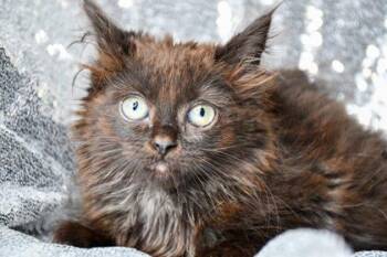 Pat -  Domestic Long Hair and Domestic Short Hair Cat for Adoption in Yakima, Washington - Pat | PetCurious