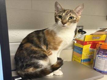 CITRINE -  Domestic Short Hair Cat for Adoption in Derwood, Maryland - CITRINE | PetCurious