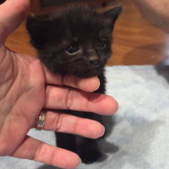 Domestic Short Hair Cats Available for Adoption in Bel Air, Maryland - River | PetCurious