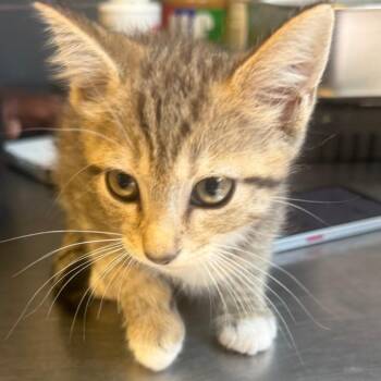 TUSC-Stray-85806 -  Domestic Short Hair Cat for Adoption in Tuscaloosa, Alabama - TUSC-Stray-85806 | PetCurious