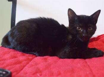 CHAYA -  Domestic Short Hair Cat for Adoption in Sacramento, California - CHAYA | PetCurious