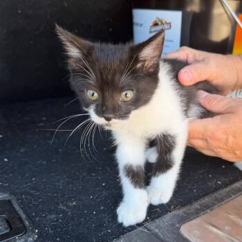 Chai -  Domestic Short Hair Cat for Adoption in Midland, Texas - Chai | PetCurious