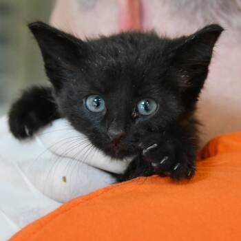 Rescue Domestic Short Hair Cats for Adoption in Dallas, Texas - Walnut | PetCurious