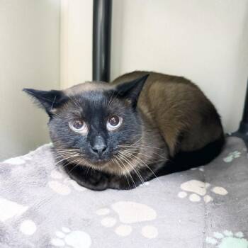 Bass -  Siamese and Domestic Short Hair Cat Available for Adoption in Oshkosh, Wisconsin - Bass | PetCurious