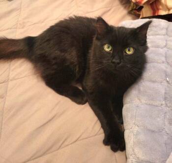 Gracie -  Domestic Medium Hair Cat for Adoption in Anchorage, Alaska - Gracie | PetCurious
