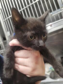 Domestic Short Hair Cats Available for Adoption in Angola, Indiana - Ranger | PetCurious